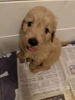Lily, a female Goldendoodle for sale in Livermore, CA – 3 of 7