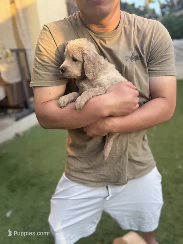 Lily – Goldendoodle puppy for sale in Livermore, CA