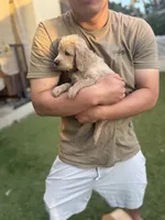 Pink, a female Goldendoodle for sale in Livermore, CA – 5 of 9