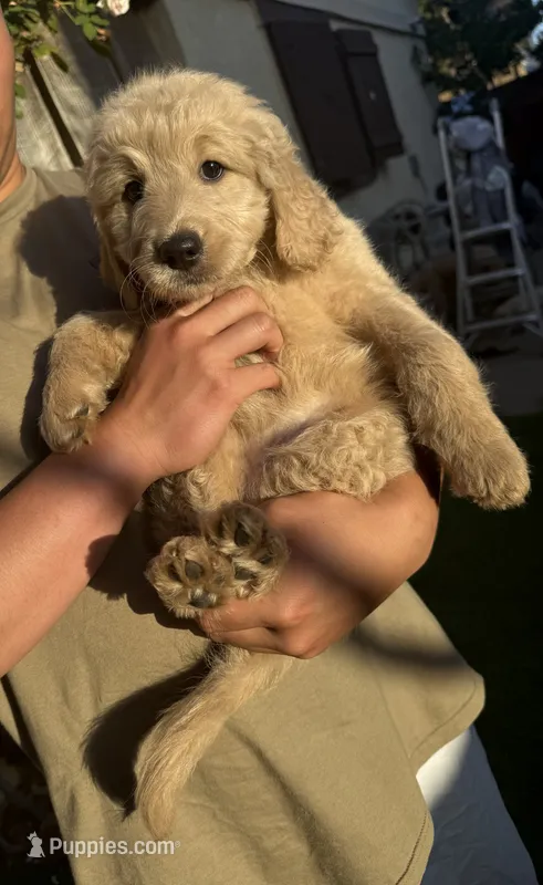 Bella – Goldendoodle puppy for sale in Livermore, CA