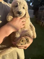 Pink, a female Goldendoodle for sale in Livermore, CA – 1 of 9