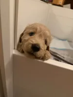 Lily, a female Goldendoodle for sale in Livermore, CA – 5 of 7