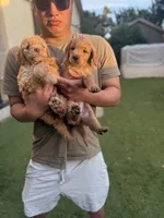 Cookie, a female Goldendoodle for sale in Livermore, CA – 3 of 4
