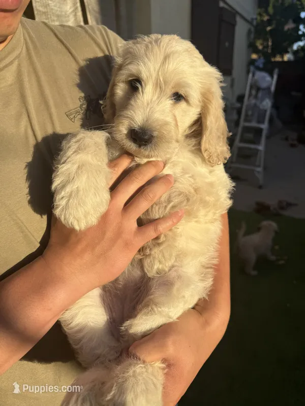 Bella – Goldendoodle puppy for sale in Livermore, CA