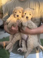 Teddy, a male Goldendoodle for sale in Livermore, CA – 4 of 7