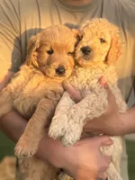 Teddy, a male Goldendoodle for sale in Livermore, CA – 7 of 7
