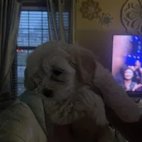 Jacey, a male Pomapoo for sale in Marshall, MO – Photo 1 of 7