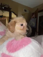 Jacey, a male Pomapoo for sale in Marshall, MO – Photo 4 of 7