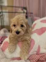 Jacey, a male Pomapoo for sale in Marshall, MO – Photo 2 of 7