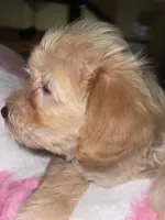 Jacey, a male Pomapoo for sale in Marshall, MO – Photo 6 of 7