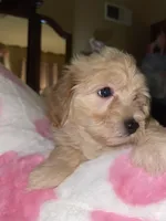 Jacey, a male Pomapoo for sale in Marshall, MO – Photo 5 of 7