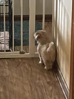 Jacey, a male Pomapoo for sale in Marshall, MO – Photo 3 of 7