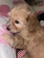 Jacey, a male Pomapoo for sale in Marshall, MO – Photo 7 of 7