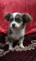 Darcy , a female Chihuahua and Malchi for sale in Anderson, IN – 5 of 5