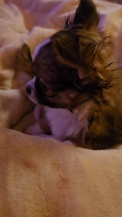 Tiny, a male Malchi for sale in Anderson, IN – 6 of 6