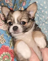 Tiny, a male Malchi for sale in Anderson, IN – 2 of 6