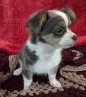 Darcy , a female Chihuahua and Malchi for sale in Anderson, IN – 2 of 5