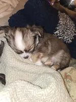 Tiny, a male Malchi for sale in Anderson, IN – 3 of 6