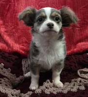 Darcy , a female Chihuahua and Malchi for sale in Anderson, IN – 4 of 5