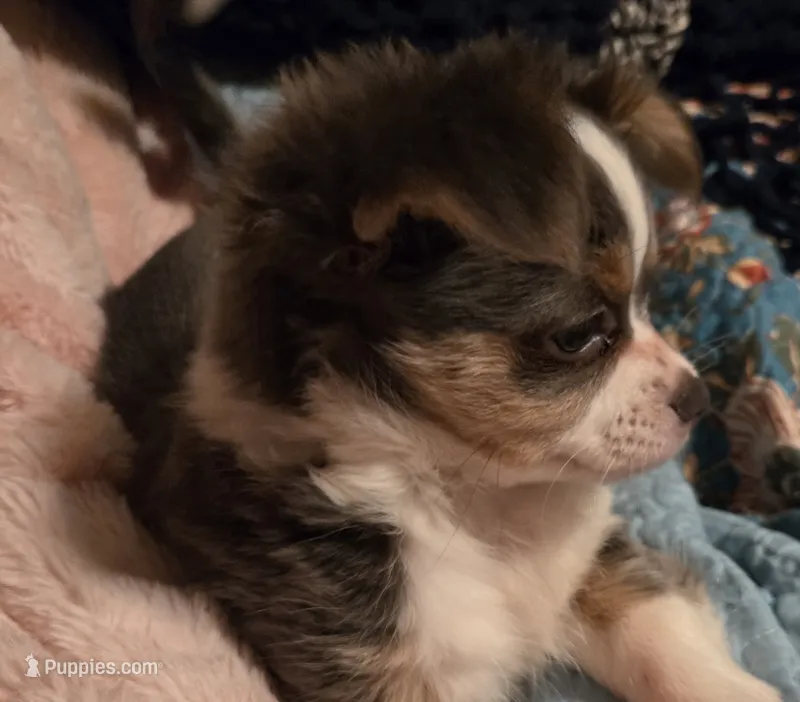 Darcy  – Chihuahua, Malchi puppy for sale in Anderson, IN
