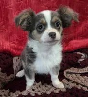 Darcy , a female Chihuahua and Malchi for sale in Anderson, IN – 1 of 5