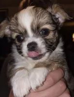 Tiny, a male Malchi for sale in Anderson, IN – 5 of 6
