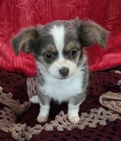 Darcy , a female Chihuahua and Malchi for sale in Anderson, IN – 3 of 5