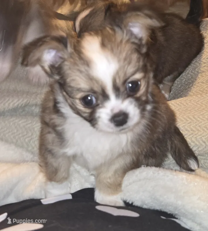Tiny – Malchi puppy for sale in Anderson, IN