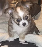 Tiny, a male Malchi for sale in Anderson, IN – 1 of 6