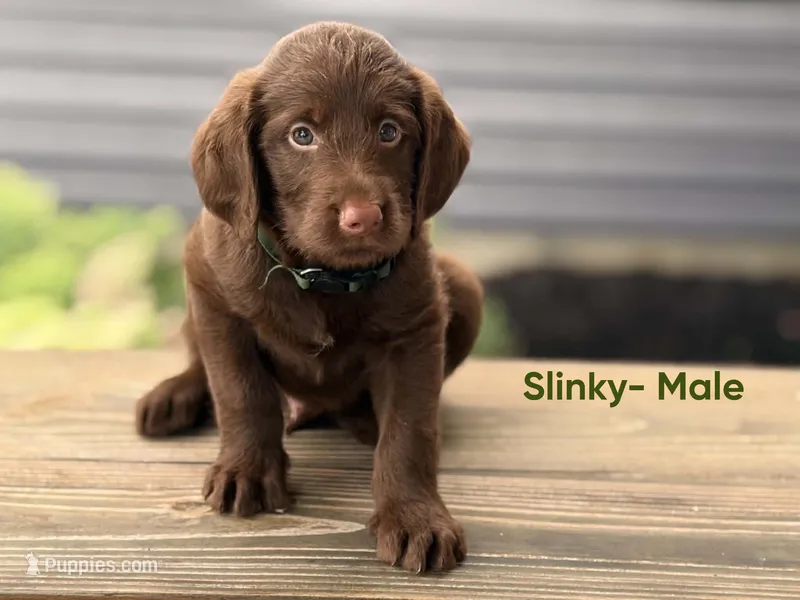 Slinky – Labradoodle puppy for sale in Connersville, IN
