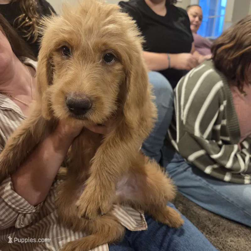 Zurg – Labradoodle puppy for sale in Connersville, IN