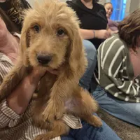 Zurg, a male Labradoodle for sale in Connersville, IN – 2 of 8