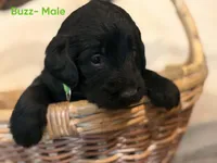 Buzz, a male Labradoodle for sale in Connersville, IN – 3 of 3