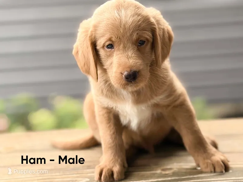 Ham – Labradoodle puppy for sale in Connersville, IN