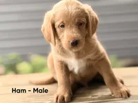 Ham, a male Labradoodle for sale in Connersville, IN – 1 of 3