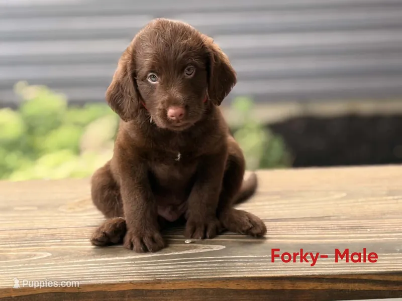 Forky – Labradoodle puppy for sale in Connersville, IN