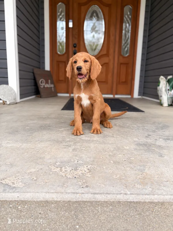 Ham – Labradoodle puppy for sale in Connersville, IN
