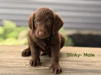 Slinky, a male Labradoodle for sale in Connersville, IN – 2 of 3