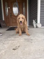 Zurg, a male Labradoodle for sale in Connersville, IN – 1 of 8