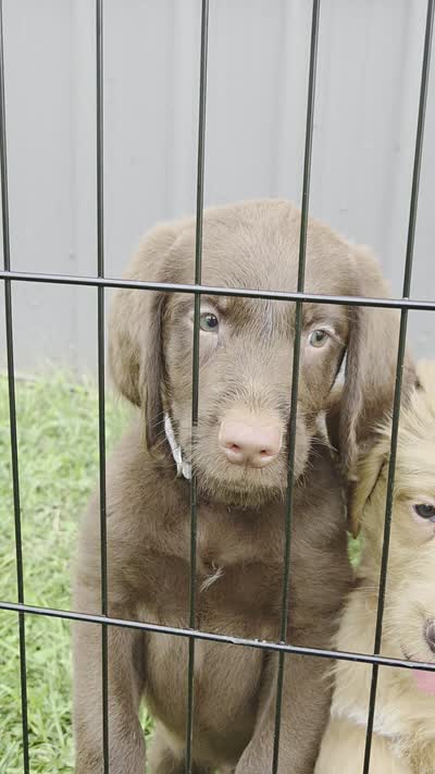 Woody, a male Labradoodle for sale in Connersville, IN – 5 of 5