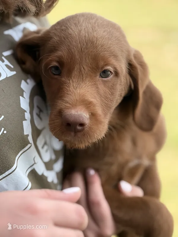 Bullseye – Labradoodle puppy for sale in Connersville, IN