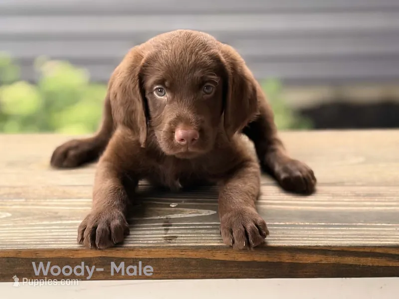 Woody – Labradoodle puppy for sale in Connersville, IN