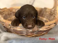Forky, a male Labradoodle for sale in Connersville, IN – 3 of 3