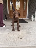 Woody, a male Labradoodle for sale in Connersville, IN – 4 of 5