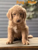 Zurg, a male Labradoodle for sale in Connersville, IN – 2 of 3
