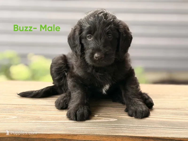 Buzz – Labradoodle puppy for sale in Connersville, IN