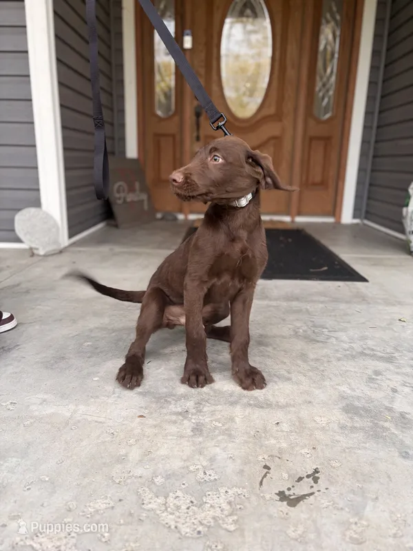 Woody – Labradoodle puppy for sale in Connersville, IN