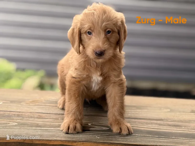 Zurg – Labradoodle puppy for sale in Connersville, IN