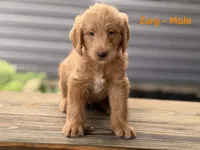 Zurg, a male Labradoodle for sale in Connersville, IN – 1 of 3