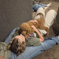 Zurg, a male Labradoodle for sale in Connersville, IN – 5 of 8